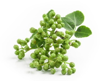 白底上新鲜的带叶子的麻椒