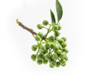 白底上有两片叶子的一小串绿藤椒