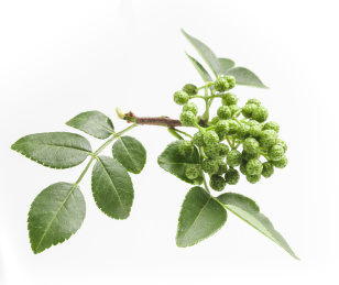 白底上有枝有叶的小束藤椒