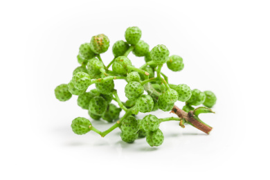 白底上只有杆没有叶子的一小枝绿花椒