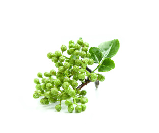 白底上的一株绿花椒