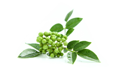 白底上的一珠带绿叶的绿麻椒