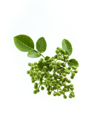 白色背景上的一抓绿花椒