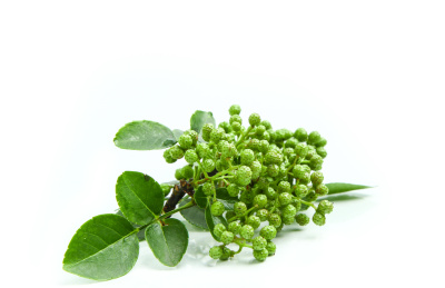 白底上的一撮绿藤椒