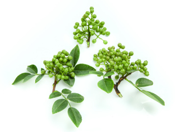 白底上的三小枝藤椒