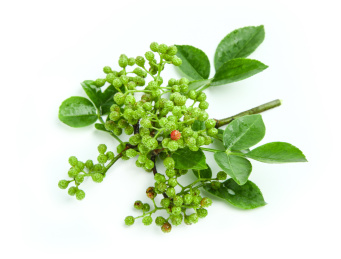 白底上的一束藤椒