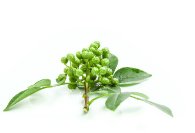 白色背景上面带叶子的一枝藤椒