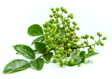 白底上的一撮带叶子的藤椒