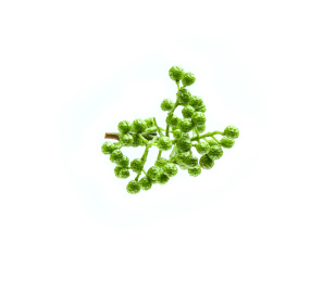 白底上的一抓藤椒