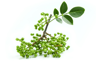 白底上的带叶子的藤椒