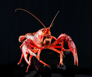 黑色底上的小龙虾正面口部展示