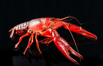 黑色底上的斜侧面小龙虾的展示