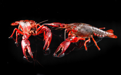 黑色底上两只黑红色的小龙虾