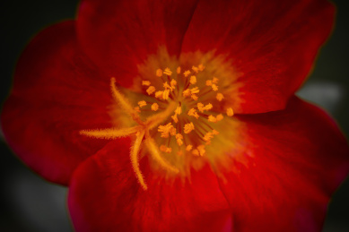 微距镜头下花朵花蕊的特写