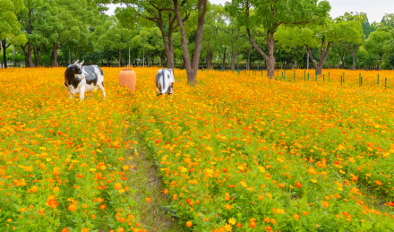 菊花丛中的房屋、风车与奶牛景观，中国上海市大宁公园