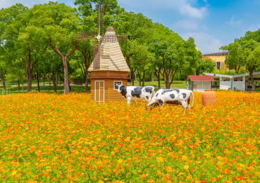 菊花丛中的房屋、风车与奶牛景观，中国上海市大宁公园