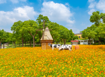 菊花丛中的房屋、风车与奶牛景观，中国上海市大宁公园