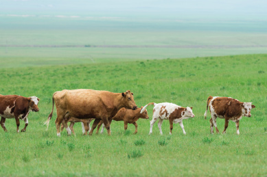夏季内蒙古草原上自由吃草的奶牛
