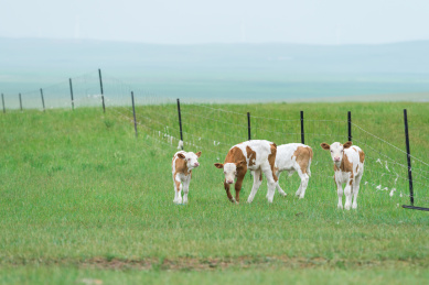 夏季内蒙古草原上自由吃草的奶牛