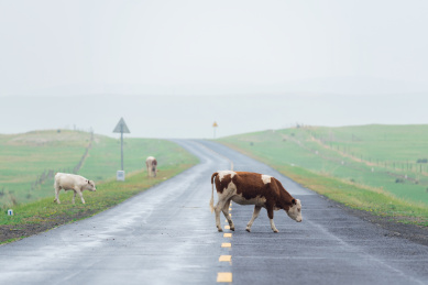 夏季内蒙古草原上自由吃草的奶牛