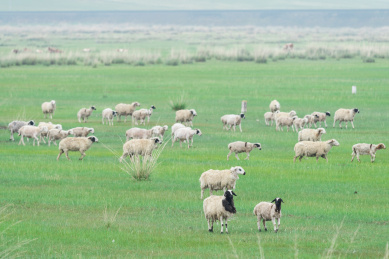夏季内蒙古草原上自由的羊群
