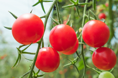 一串挂在树上的红色小番茄,圣女果