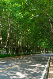 一条林荫公里，道路两边种植着茂盛的法国梧桐