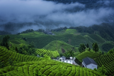 中国湖北恩施鹤峰县木耳山茶园