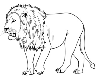 卡通手绘线描动物狮子插画