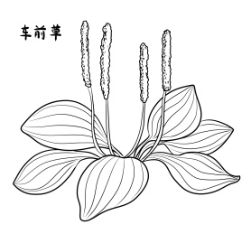 卡通手绘车前草中草药插画