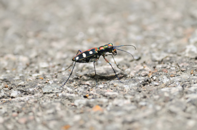 一只虎甲虫(八星虎甲虫)在地上特写镜头