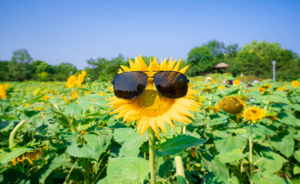 夏季中国北京奥森公园中带着墨镜的创意向日葵