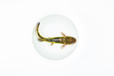 一条鲜活的黄骨鱼在水盆中游动