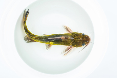 一条鲜活的黄骨鱼在水盆中游动