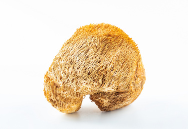 一朵金黄色晒干的猴头菌在白背景上  