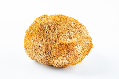 一朵金黄色晒干的猴头菌在白背景上  
