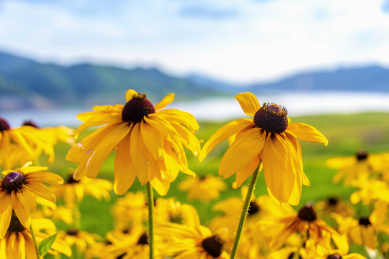被子植物门菊科属下的黄色花朵——金光菊