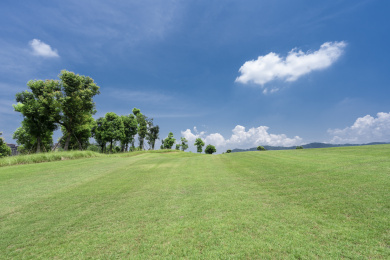 蓝天白云下的草地和一排树木，中国福建龙岩
