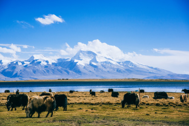 中国西藏,壮观的雪山与成群的牦牛