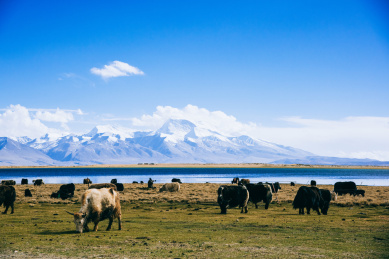 中国西藏，纳木那尼峰草原风光
