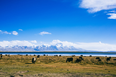中国西藏，纳木那尼峰脚下的草原与牦牛