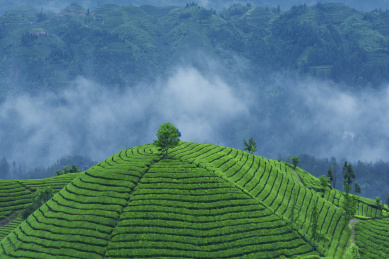 中国湖北恩施鹤峰县木耳山茶园