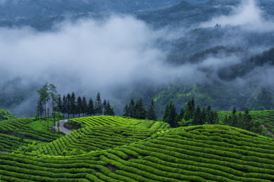 中国湖北恩施鹤峰县木耳山茶园