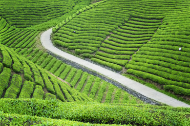 中国湖北恩施鹤峰县木耳山茶园