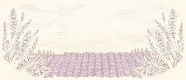 薰衣草农田插图素材