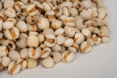 中国中草药植物药薏苡仁