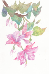 水彩紫荆花插图插画艺术设计