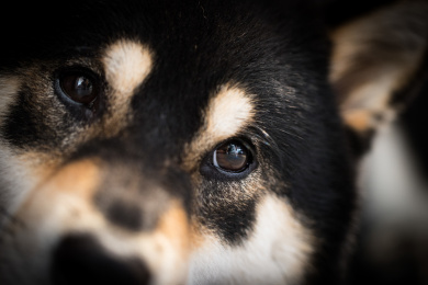 一只可爱的黑色柴犬的头部正面特写