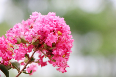 绿色背景红色紫薇花卉特写