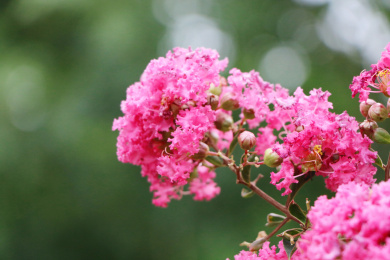 绿色背景红色紫薇花卉特写